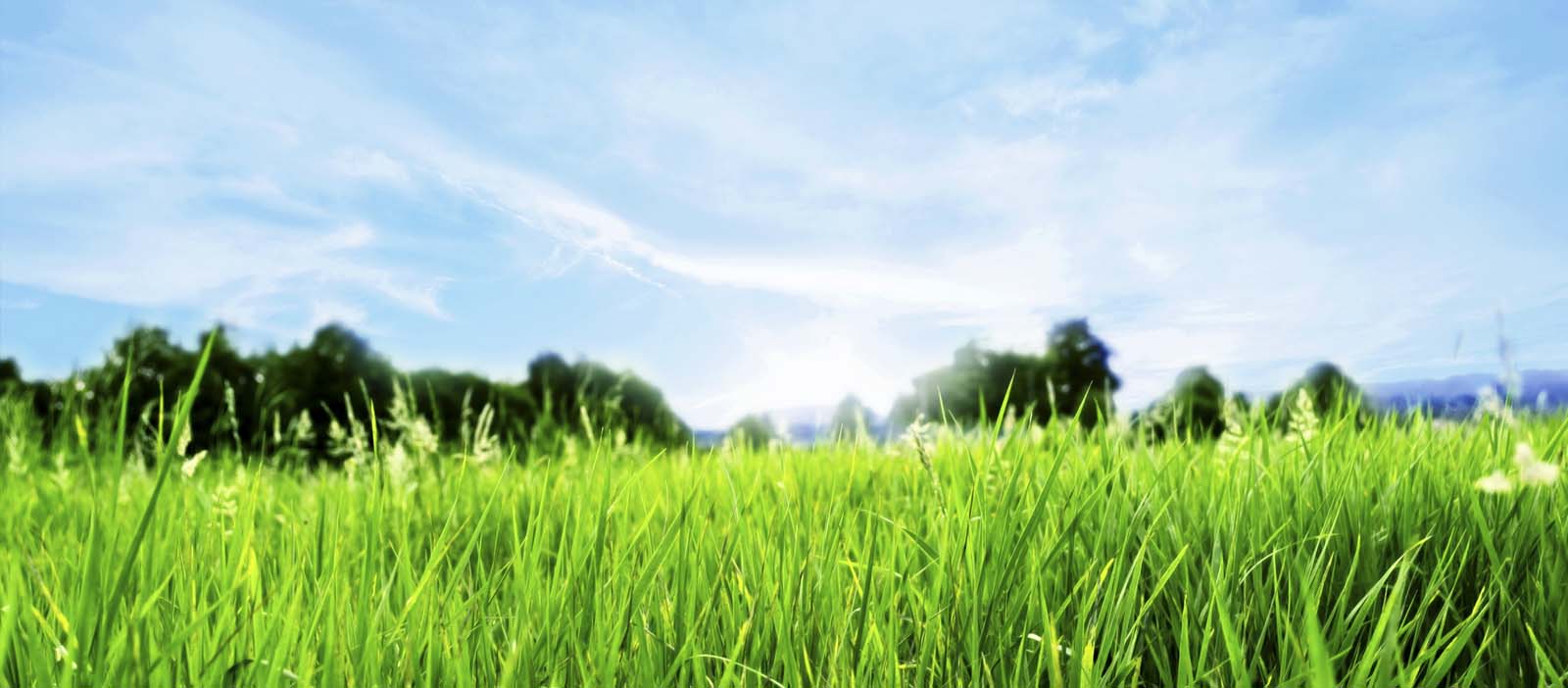 Los Morros Paisajismo y Gestion Ambiental