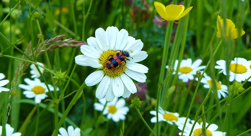 Los Morros Paisajismo y Gestion Ambiental